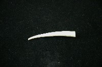 藏品(象牙貝)的圖片